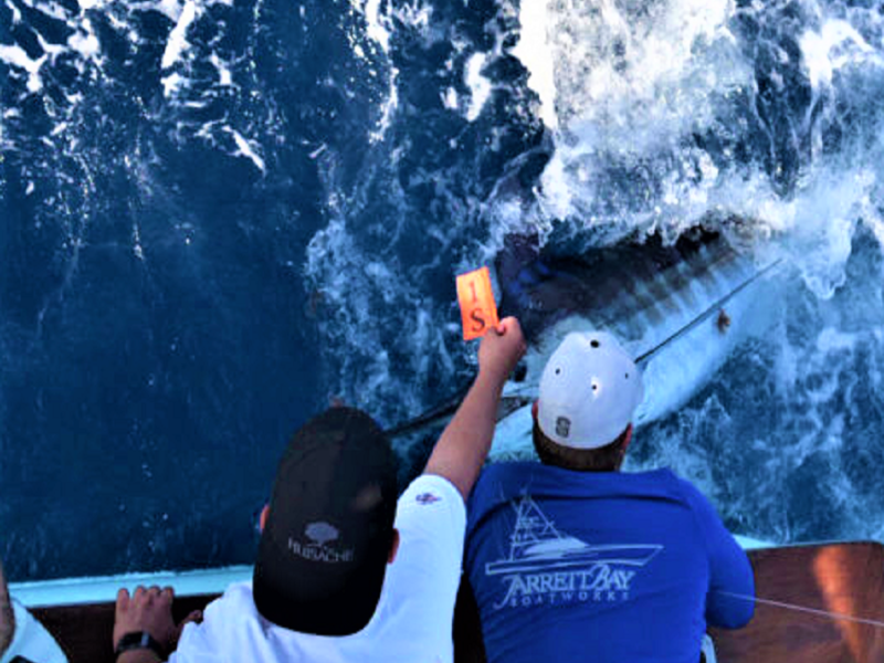 Cape Fear Blue Marlin Tournament